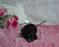 Annie, a female Miniature Bernedoodle for sale in Edon, OH – 2 of 4