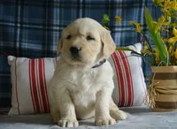 Sara, a female English Cream Golden Retriever for sale in Edon, OH – 4 of 6
