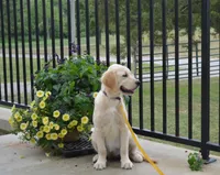 Daisy, a female English Cream Golden Retriever for sale in Edon, OH – 4 of 9