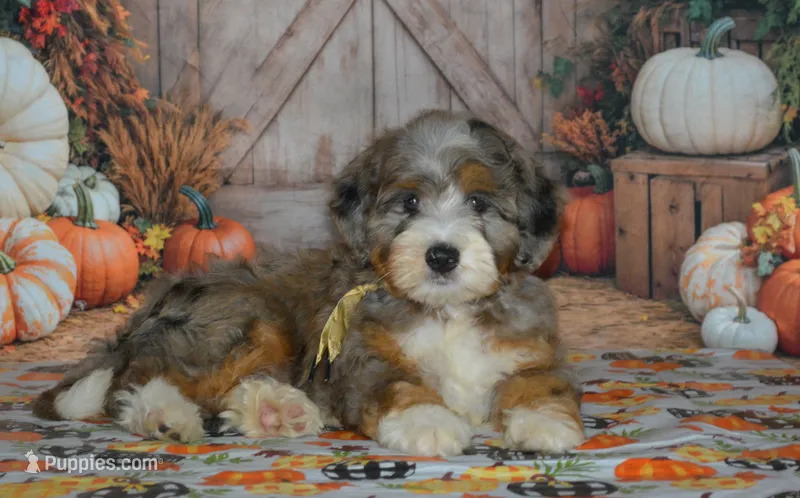 Teddy  – Miniature Bernedoodle puppy for sale in Edon, OH