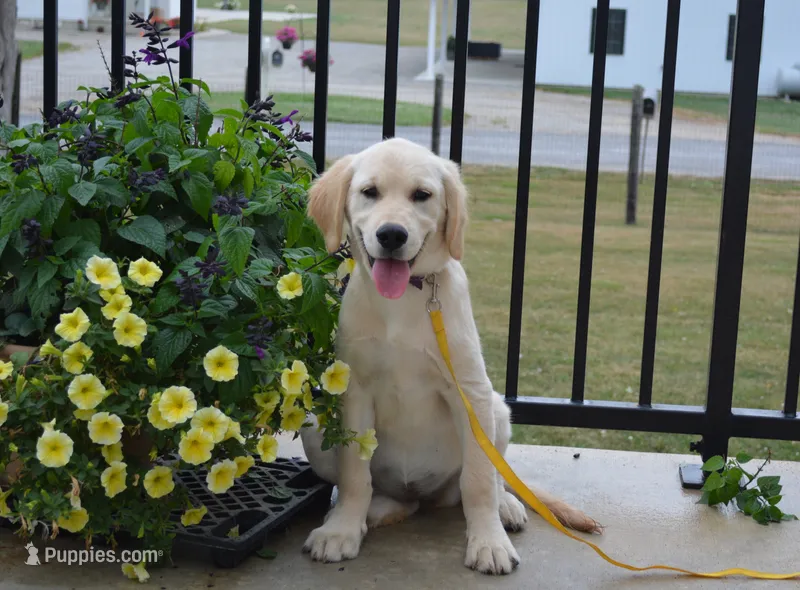 Daisy – English Cream Golden Retriever puppy for sale in Edon, OH