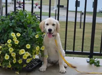 Daisy, a female English Cream Golden Retriever for sale in Edon, OH – 1 of 9