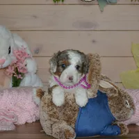 Sara Kay, a female Miniature Bernedoodle for sale in Edon, OH – Photo 3 of 10