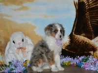 Sara Kay, a female Miniature Bernedoodle for sale in Edon, OH – Photo 6 of 10