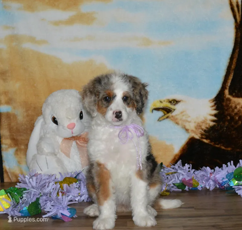 Sara Kay – Miniature Bernedoodle puppy for sale in Edon, OH