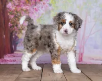 Sara Kay, a female Miniature Bernedoodle for sale in Edon, OH – Photo 10 of 10