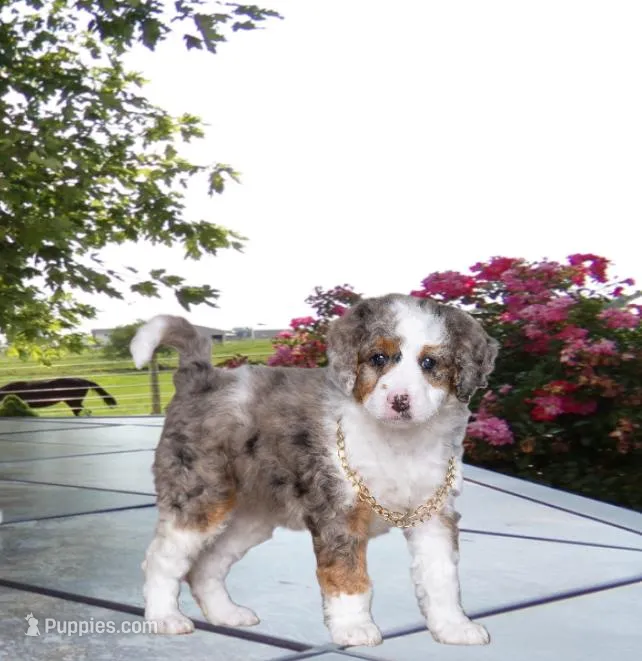 Sara Kay – Miniature Bernedoodle puppy for sale in Edon, OH