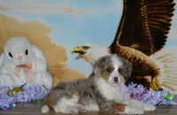 Sara Kay, a female Miniature Bernedoodle for sale in Edon, OH – Photo 7 of 10