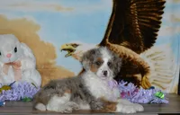 Sara Kay, a female Miniature Bernedoodle for sale in Edon, OH – Photo 5 of 10