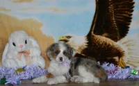 Sara Kay, a female Miniature Bernedoodle for sale in Edon, OH – Photo 2 of 10