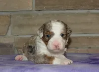 Sara Kay, a female Miniature Bernedoodle for sale in Edon, OH – Photo 2 of 5