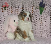 Sara Kay, a female Miniature Bernedoodle for sale in Edon, OH – Photo 8 of 10