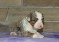 Sara Kay, a female Miniature Bernedoodle for sale in Edon, OH – Photo 5 of 5