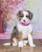 Sara Kay, a female Miniature Bernedoodle for sale in Edon, OH – Photo 9 of 10