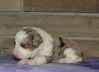 Sara Kay, a female Miniature Bernedoodle for sale in Edon, OH – Photo 3 of 5