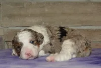 Sara Kay, a female Miniature Bernedoodle for sale in Edon, OH – Photo 1 of 5