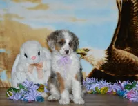 Sara Kay, a female Miniature Bernedoodle for sale in Edon, OH – Photo 4 of 10