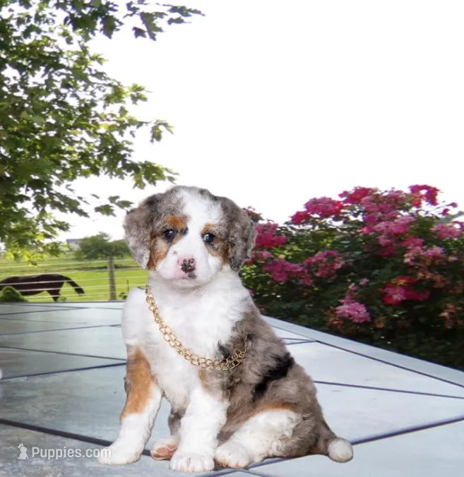 Sara Kay – Miniature Bernedoodle puppy for sale in Edon, OH