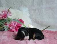 Heidi, a female Miniature Bernedoodle for sale in Edon, OH – 3 of 5
