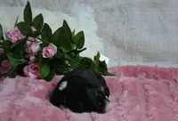 Rosie, a female Miniature Bernedoodle for sale in Edon, OH – 3 of 6
