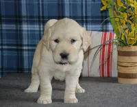 Carrie, a female English Cream Golden Retriever for sale in Edon, OH – 3 of 8