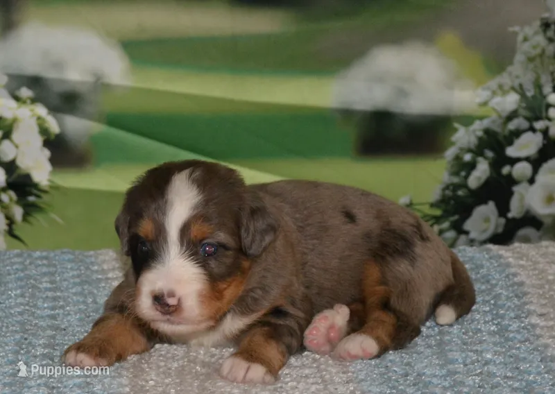 Harley – Miniature Bernedoodle puppy for sale in Edon, OH