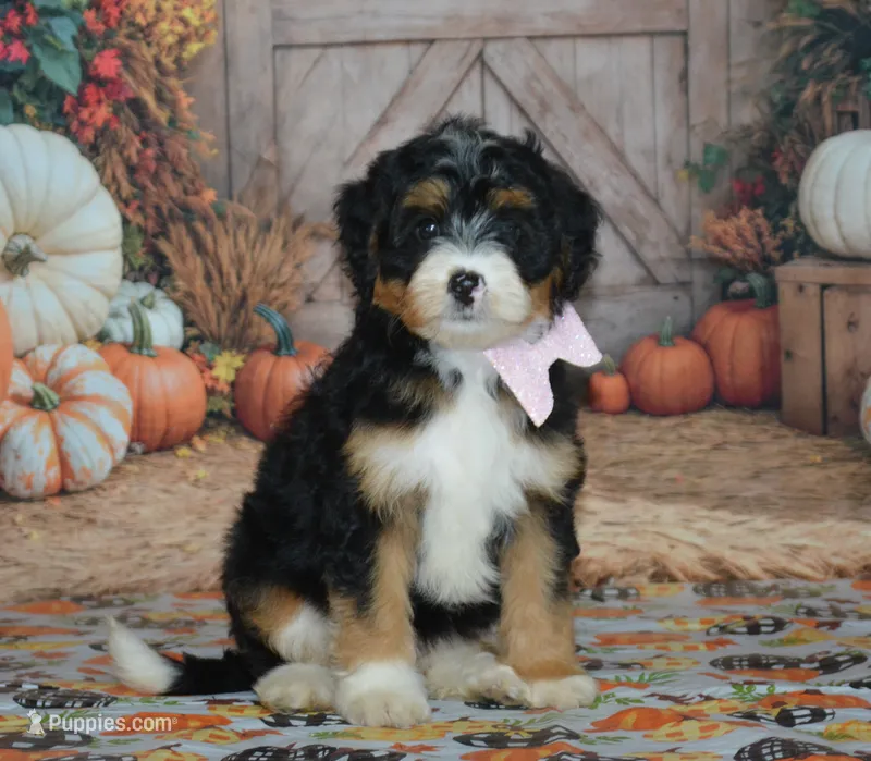 Maggie – Miniature Bernedoodle puppy for sale in Edon, OH