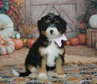 Maggie, a female Miniature Bernedoodle for sale in Edon, OH – 1 of 10