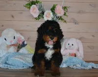 Tuffy, a male Miniature Bernedoodle for sale in Edon, OH – Photo 4 of 6