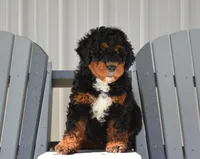 Tuffy, a male Miniature Bernedoodle for sale in Edon, OH – Photo 6 of 6