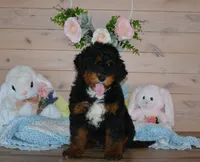 Tuffy, a male Miniature Bernedoodle for sale in Edon, OH – Photo 5 of 6