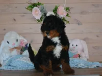 Tuffy, a male Miniature Bernedoodle for sale in Edon, OH – Photo 3 of 6