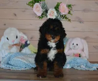Tuffy, a male Miniature Bernedoodle for sale in Edon, OH – Photo 2 of 6