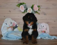 Tuffy, a male Miniature Bernedoodle for sale in Edon, OH – Photo 1 of 6