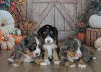 Rufas, a male Miniature Bernedoodle for sale in Edon, OH – 6 of 10
