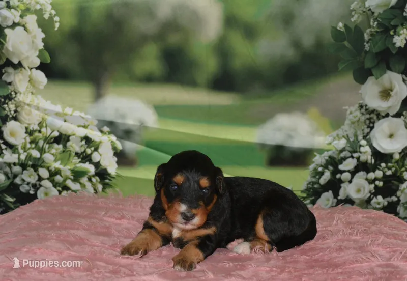 Annie – Miniature Bernedoodle puppy for sale in Edon, OH
