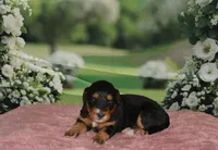 Annie, a female Miniature Bernedoodle for sale in Edon, OH – 4 of 10