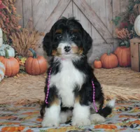 Rosie, a female Miniature Bernedoodle for sale in Edon, OH – 4 of 4