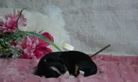 Heidi, a female Miniature Bernedoodle for sale in Edon, OH – 4 of 5