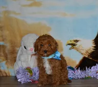 Davey, a male Cavapoo for sale in Edon, OH – Photo 5 of 8