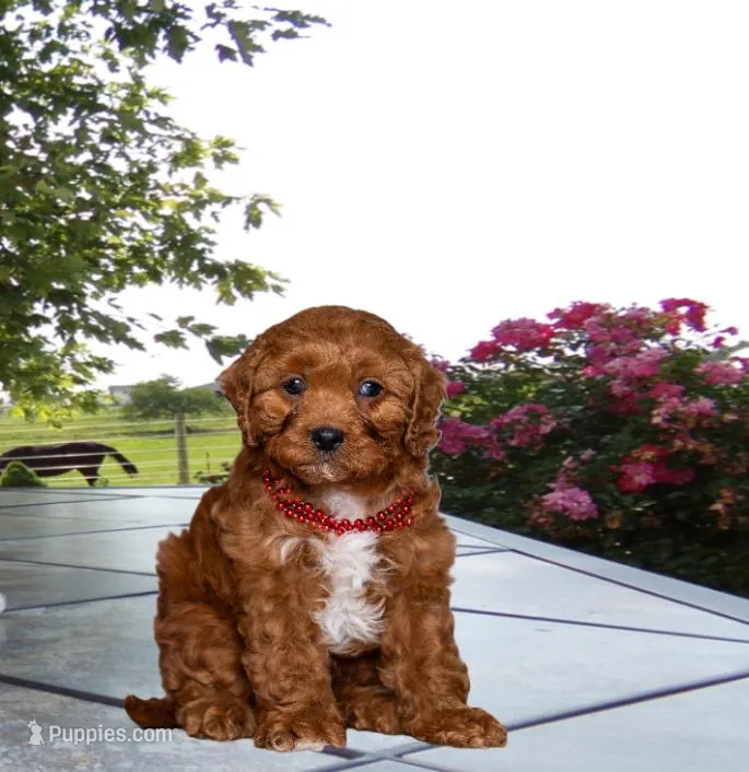 Davey – Cavapoo puppy for sale in Edon, OH