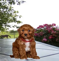 Davey, a male Cavapoo for sale in Edon, OH – Photo 8 of 8