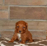 Davey, a male Cavapoo for sale in Edon, OH – Photo 4 of 4