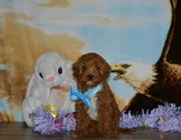Davey, a male Cavapoo for sale in Edon, OH – Photo 2 of 8