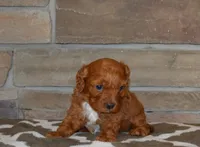 Davey, a male Cavapoo for sale in Edon, OH – Photo 3 of 4