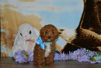 Davey, a male Cavapoo for sale in Edon, OH – Photo 6 of 8