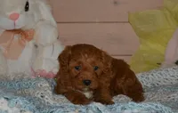 Davey, a male Cavapoo for sale in Edon, OH – Photo 7 of 8