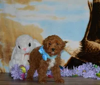 Davey, a male Cavapoo for sale in Edon, OH – Photo 3 of 8