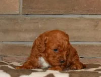 Davey, a male Cavapoo for sale in Edon, OH – Photo 2 of 4