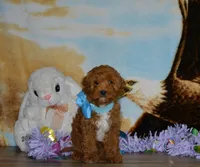 Davey, a male Cavapoo for sale in Edon, OH – Photo 4 of 8